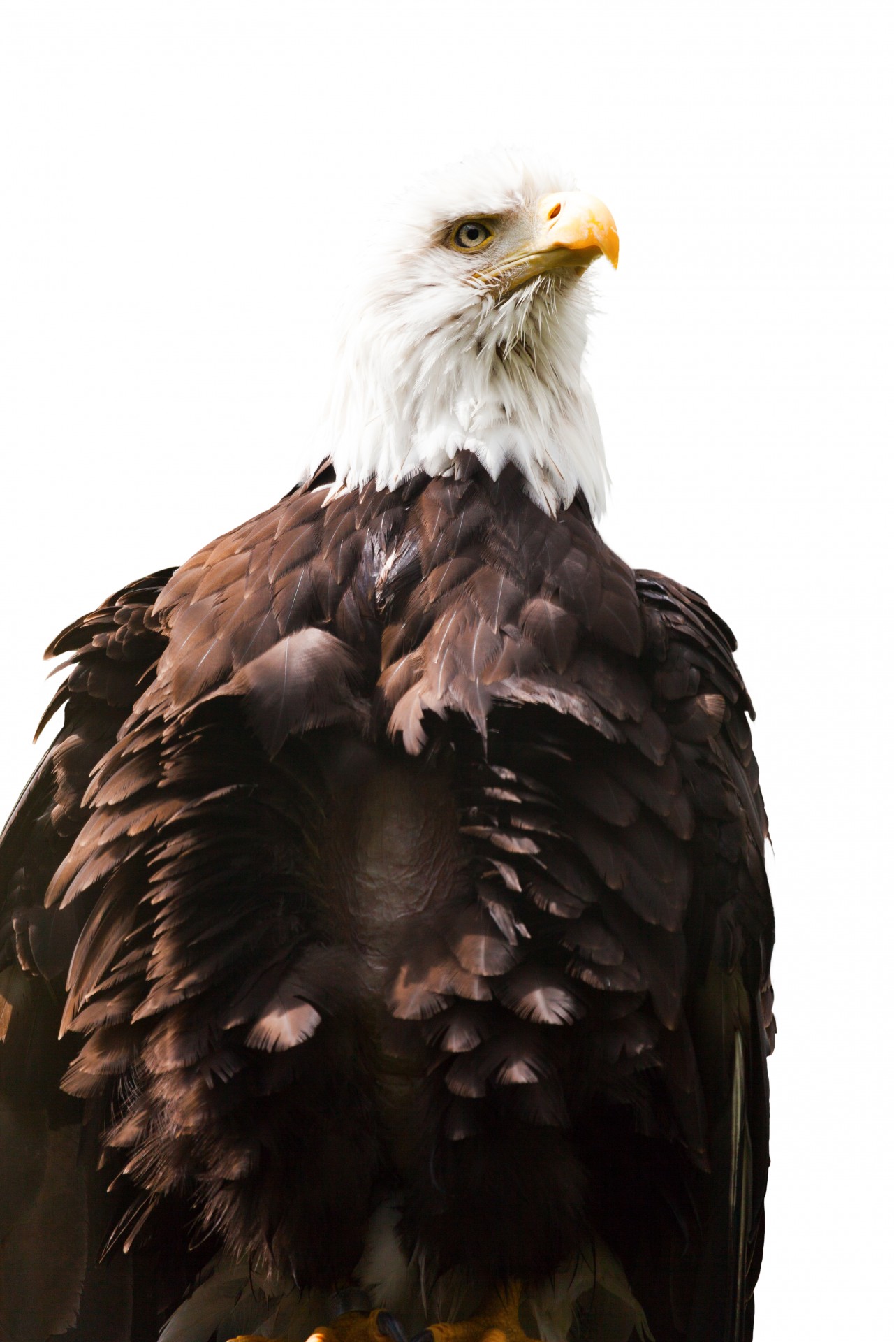 bald-eagle-free-stock-photo-public-domain-pictures