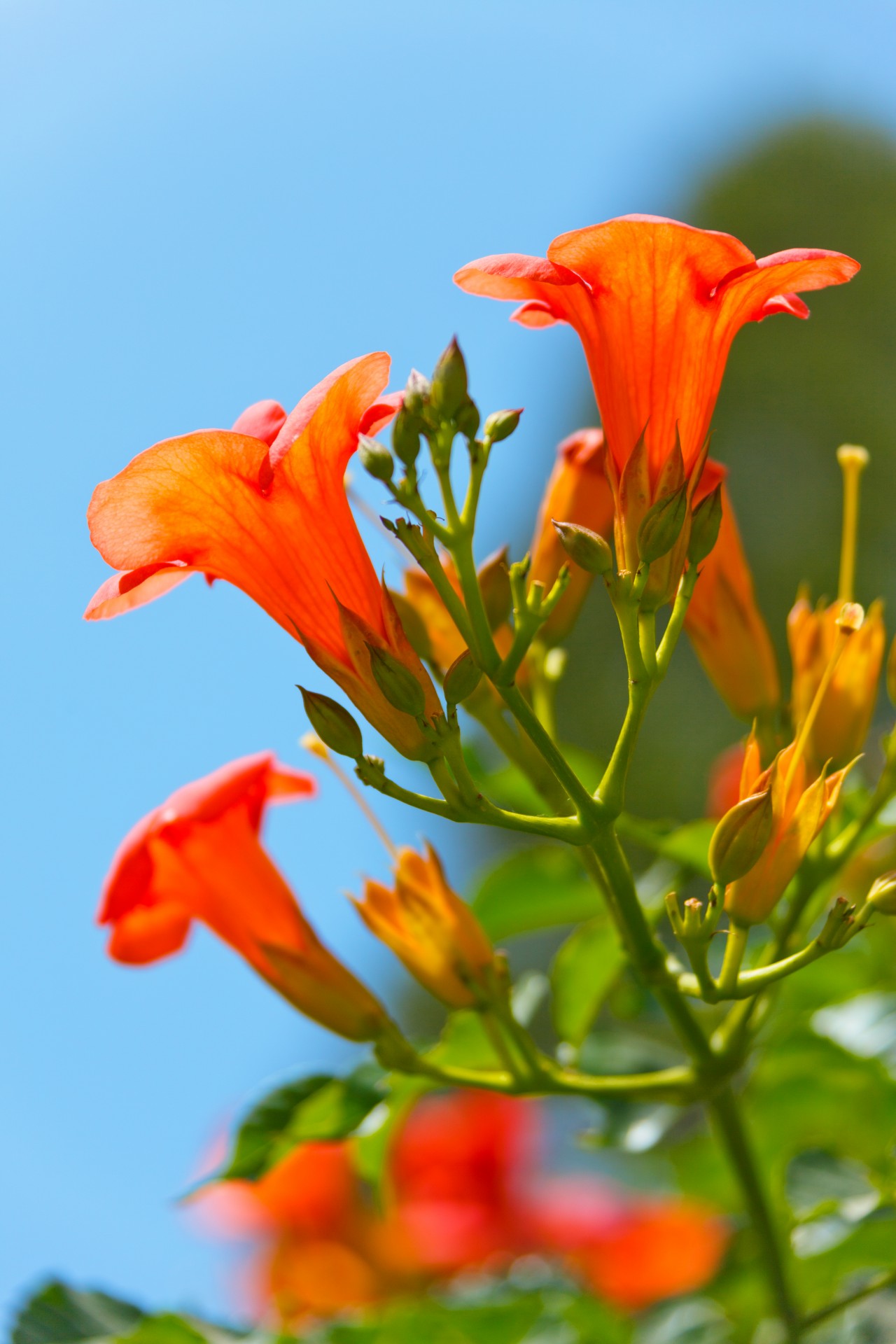 Beautiful Orange Flower Free Stock Photo - Public Domain Pictures