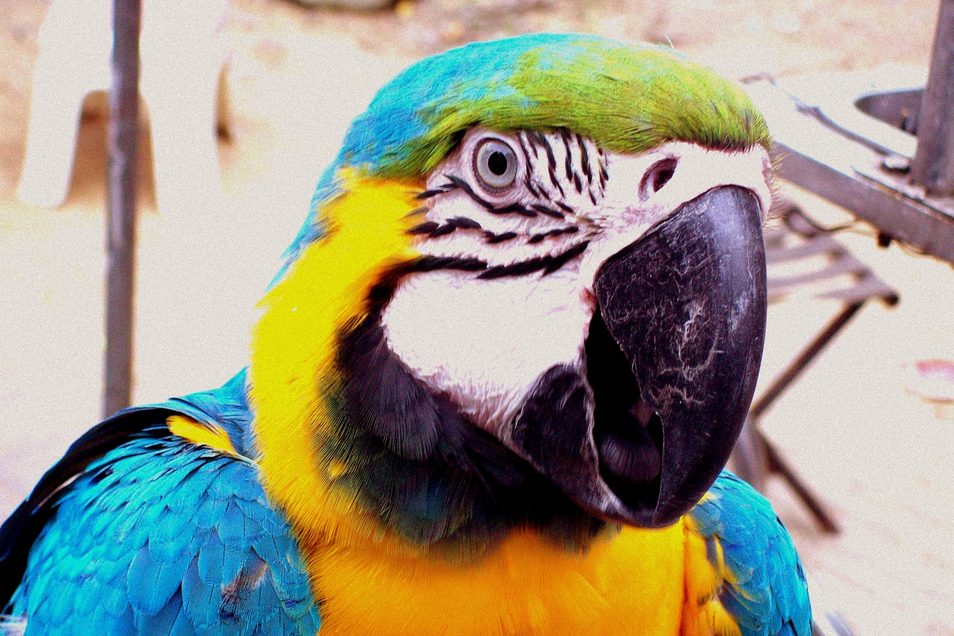 Schöne Parrot