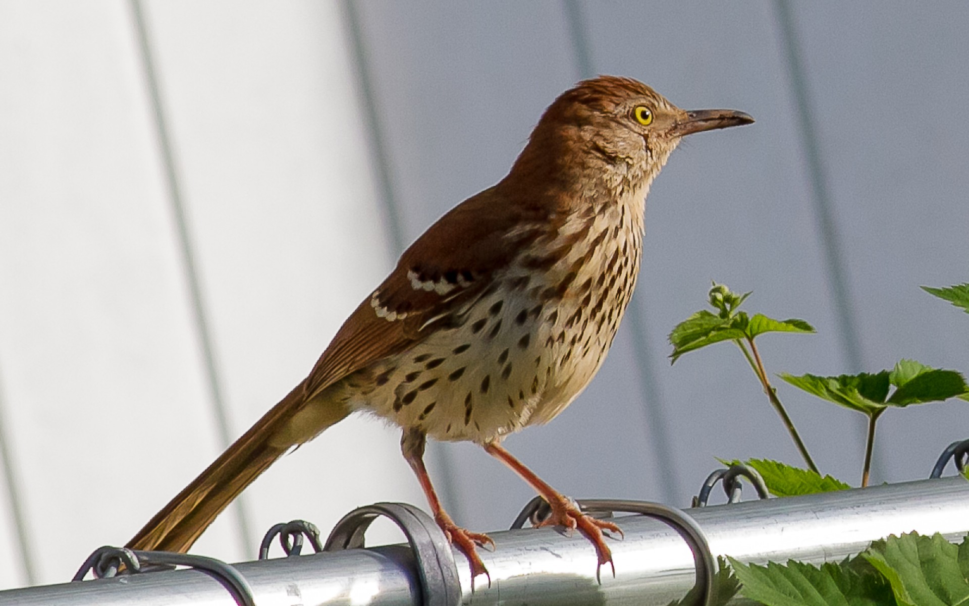 Brown Thrasher Free Stock Photo - Public Domain Pictures