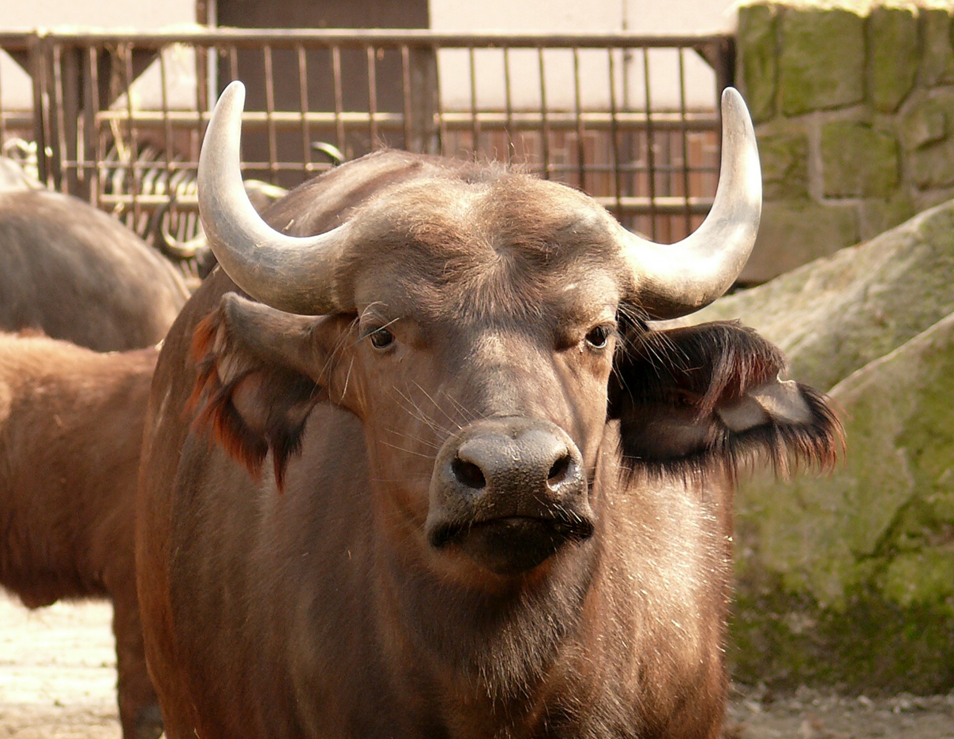 buffalo-free-stock-photo-public-domain-pictures