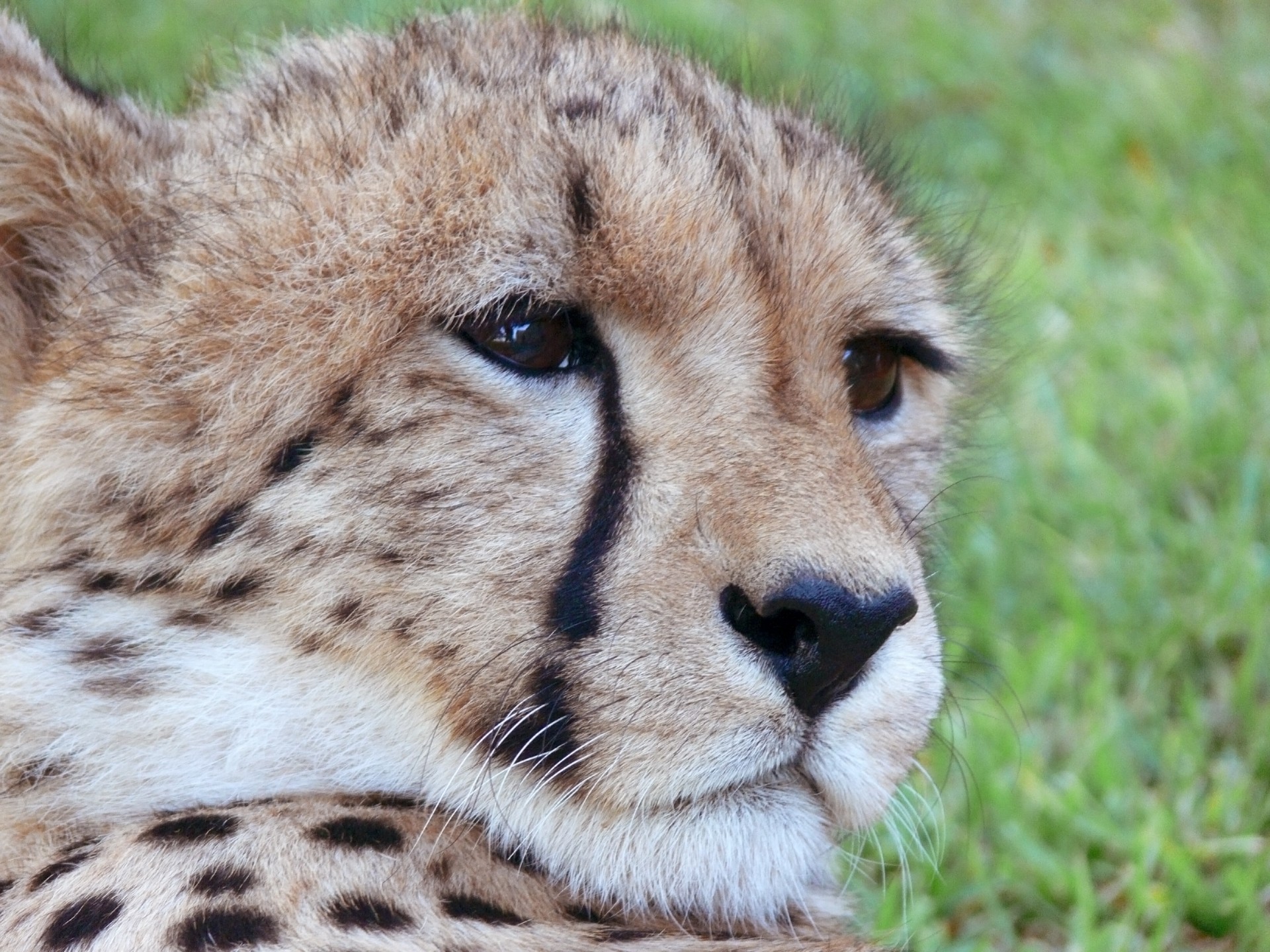 Cheetah Looking Right Free Stock Photo - Public Domain Pictures