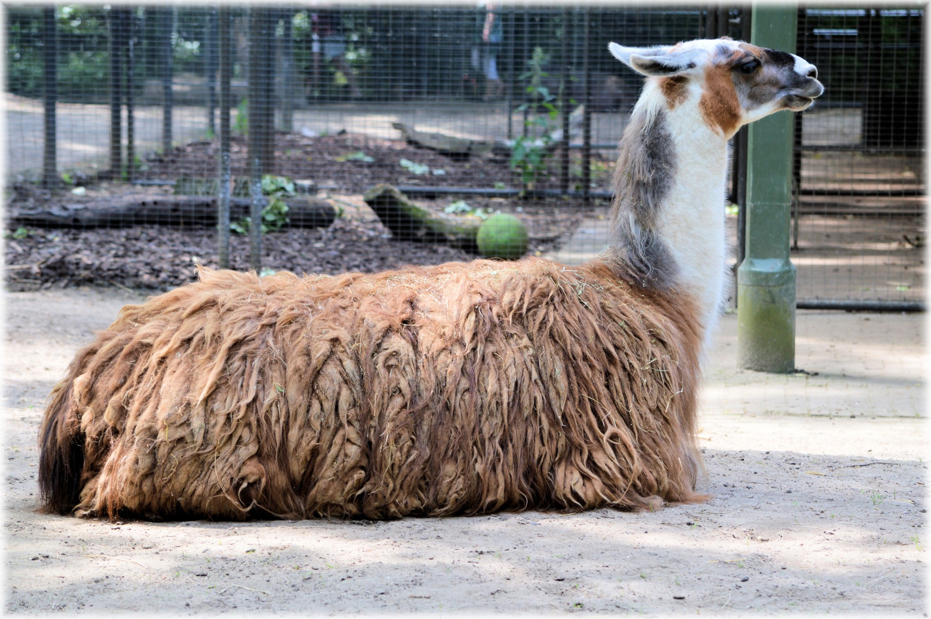 the-llama-05-free-stock-photo-public-domain-pictures