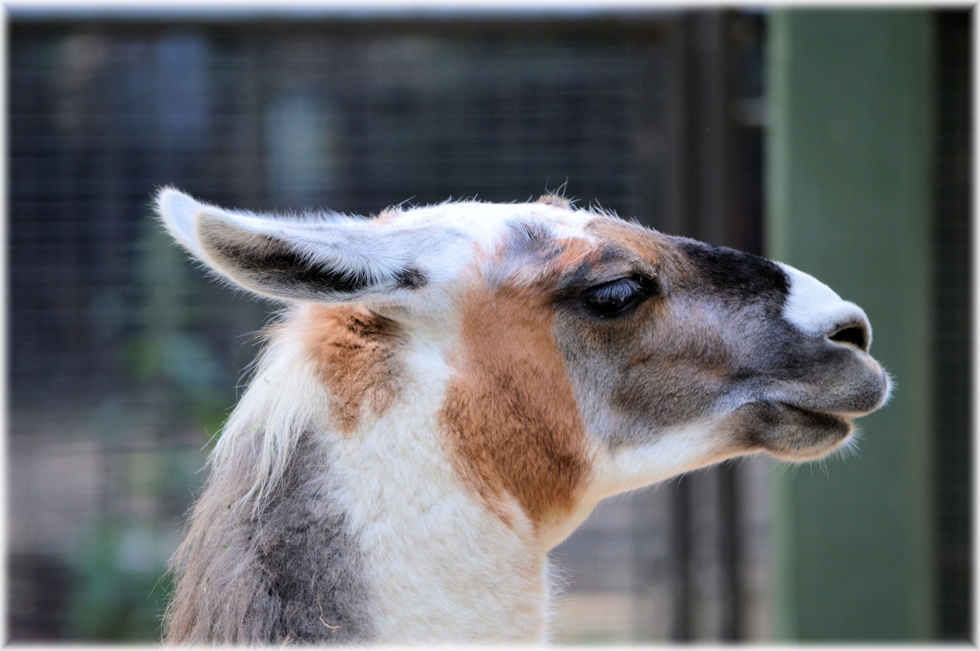 the-llama-07-free-stock-photo-public-domain-pictures