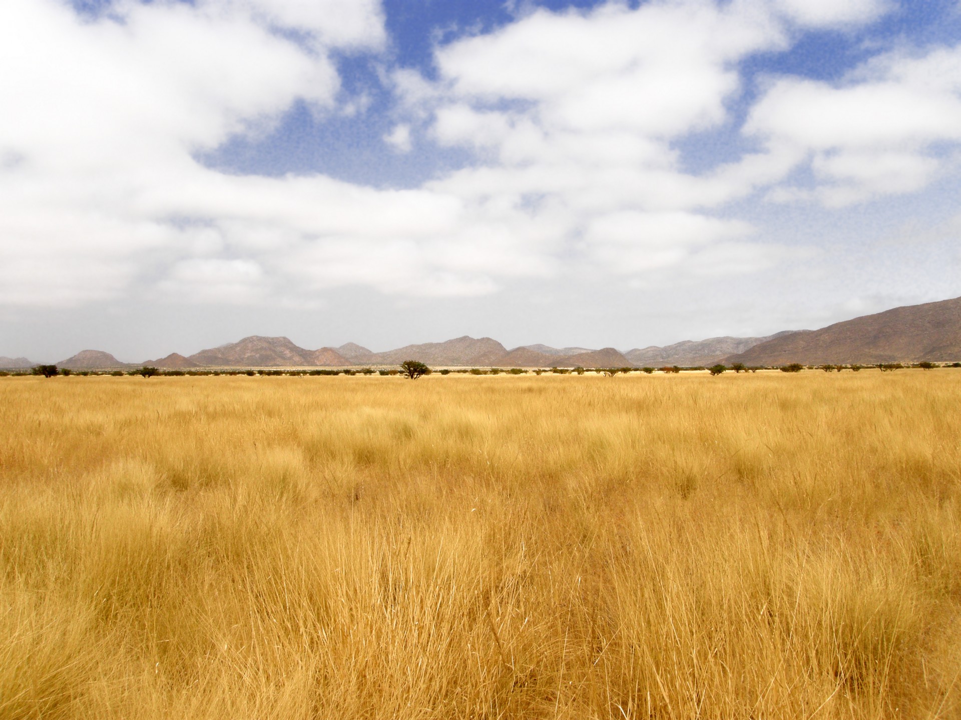 dry-yellow-grass-of-namibia.jpg