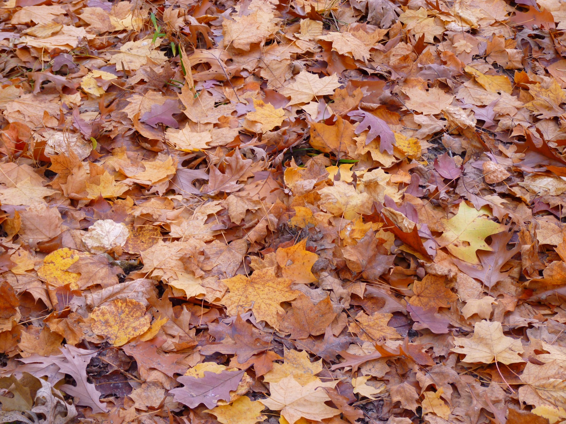 Fall Leaves Free Stock Photo Public Domain Pictures
