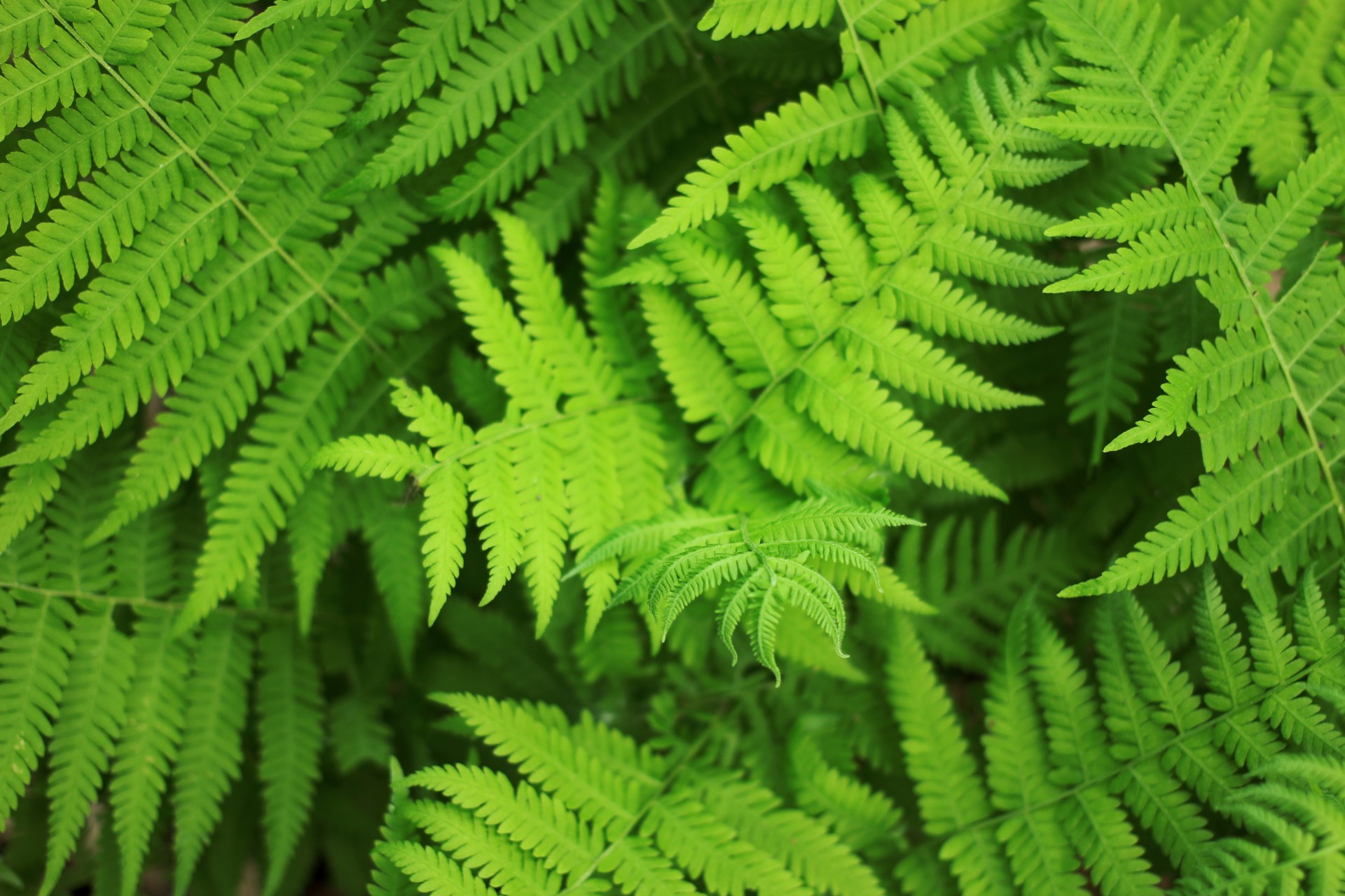 Fern Fronds Free Stock Photo - Public Domain Pictures