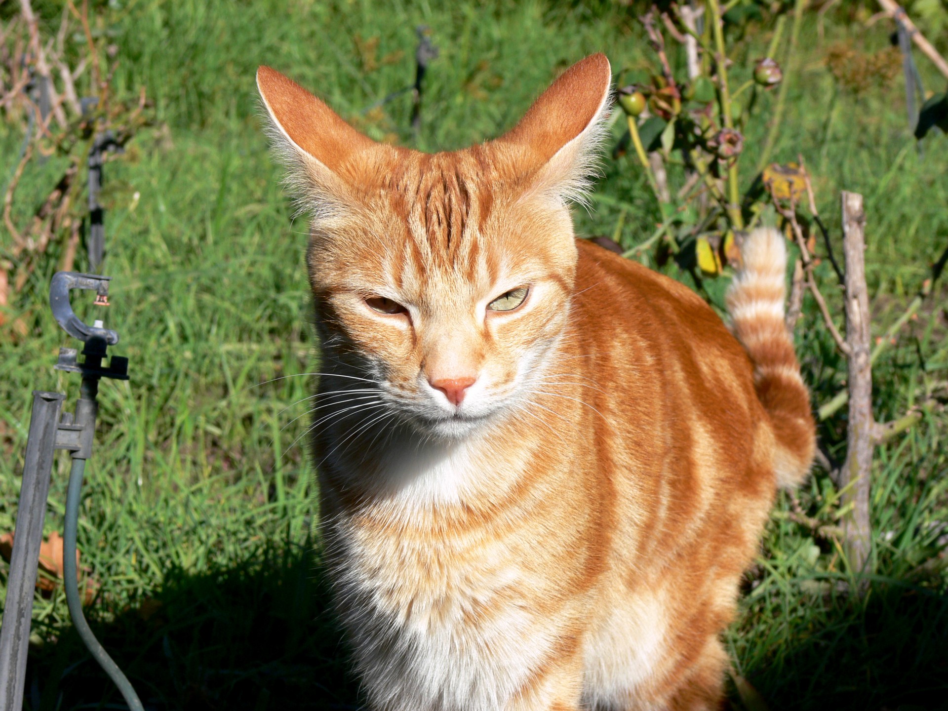 生姜猫在花园里免费图片 Public Domain Pictures