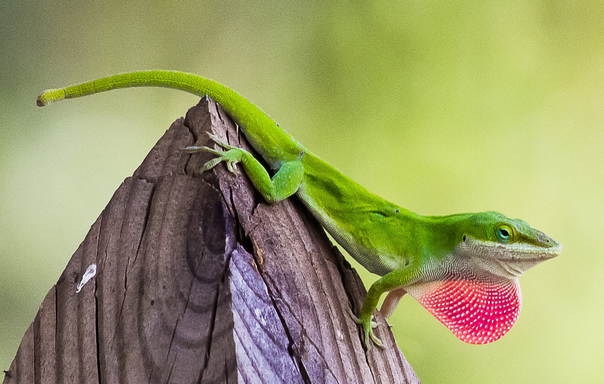 Green Anole Free Stock Photo Public Domain Pictures