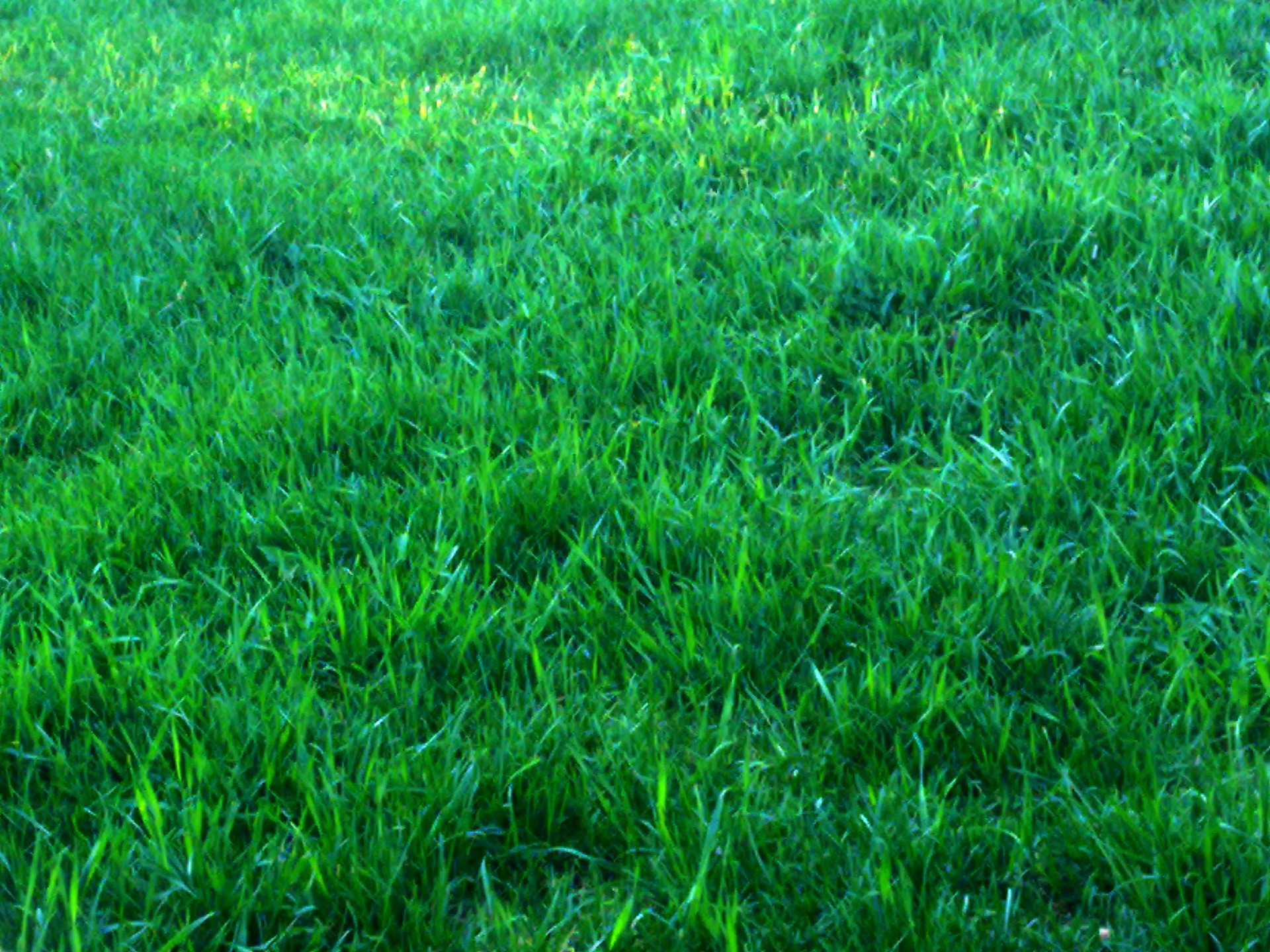 Green Grass Background Free Stock Photo Public Domain Pictures,Peach Schnapps