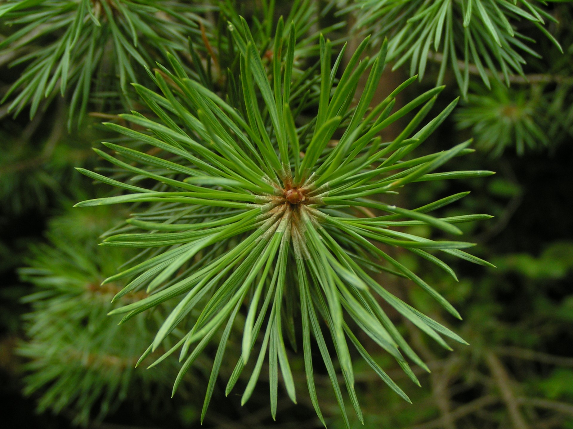 Grön pine