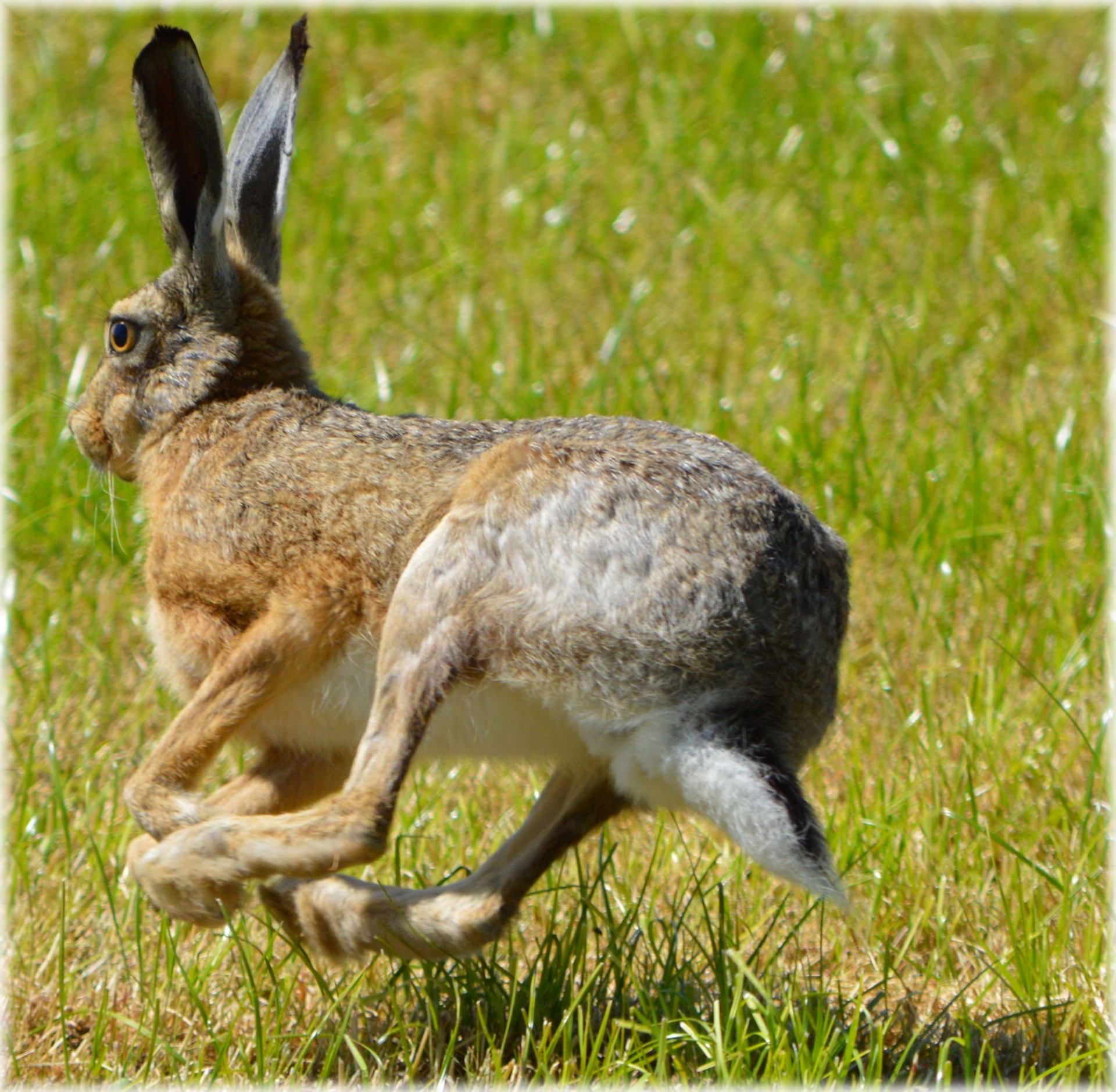Hare Free Stock Photo - Public Domain Pictures