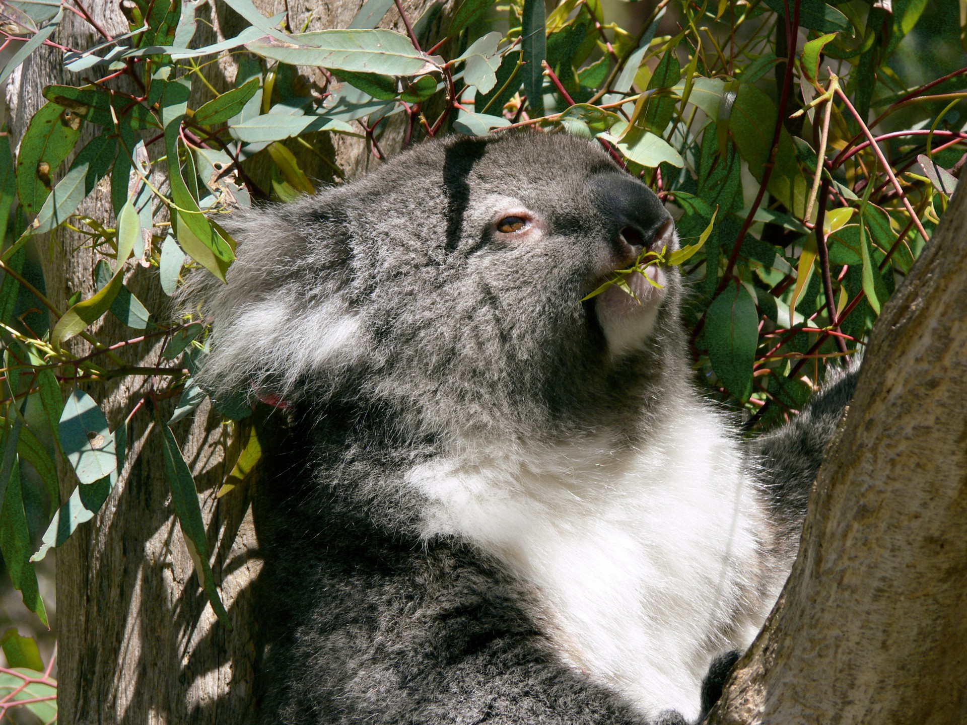 Koala Eating Leaf
