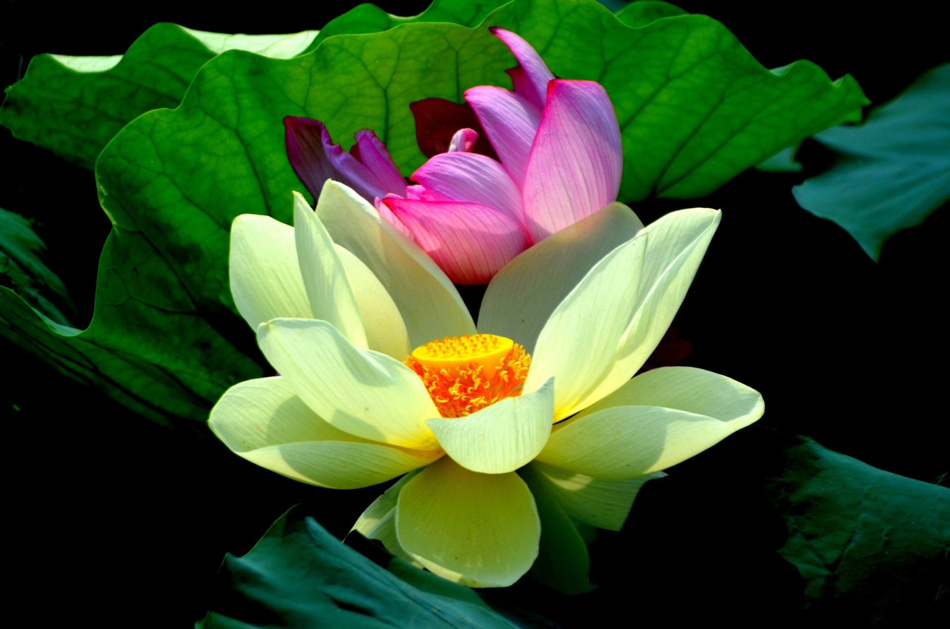 Lotus Flower Free Stock Photo - Public Domain Pictures