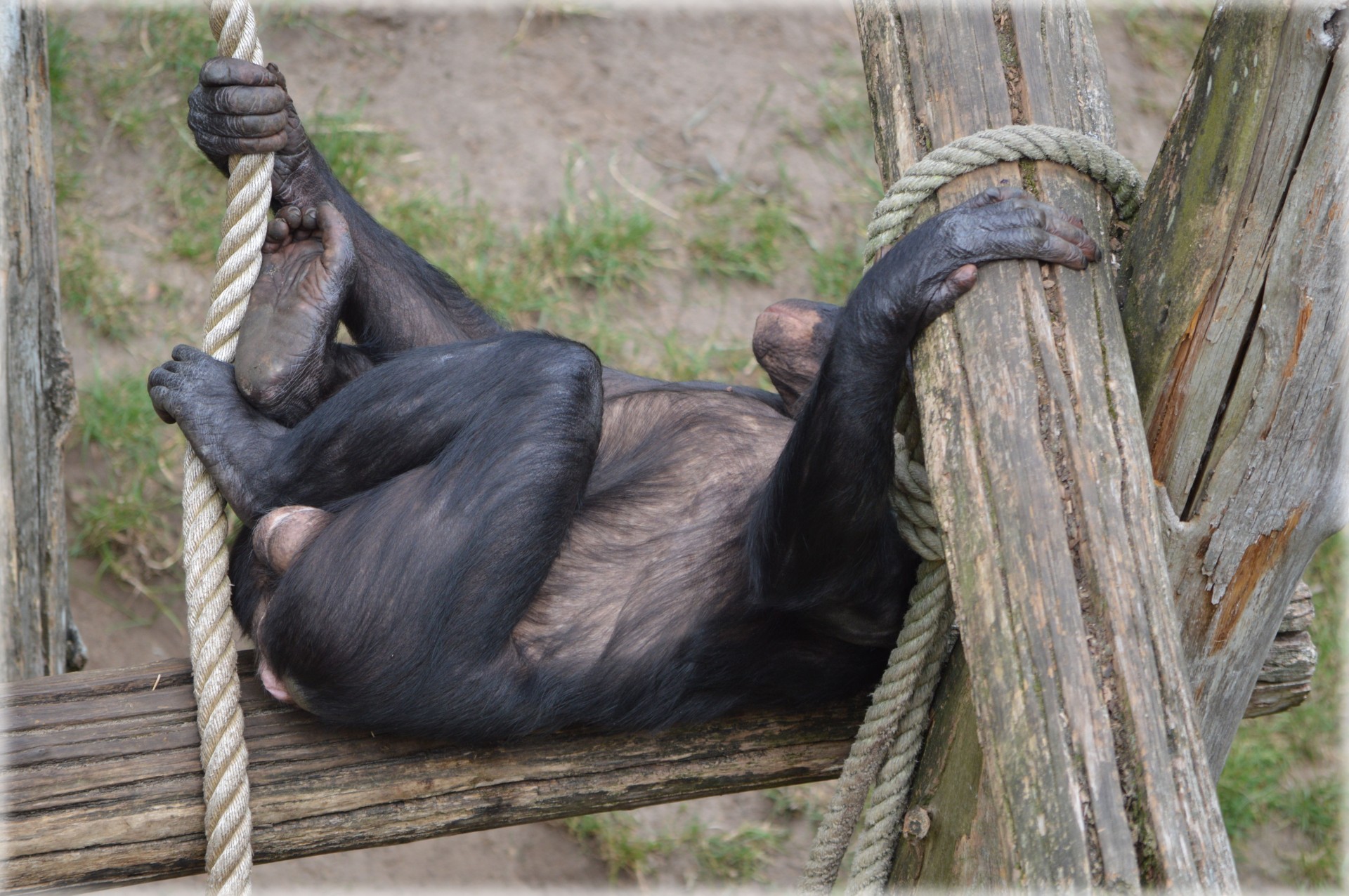 Love Monkeys Bonobos 12