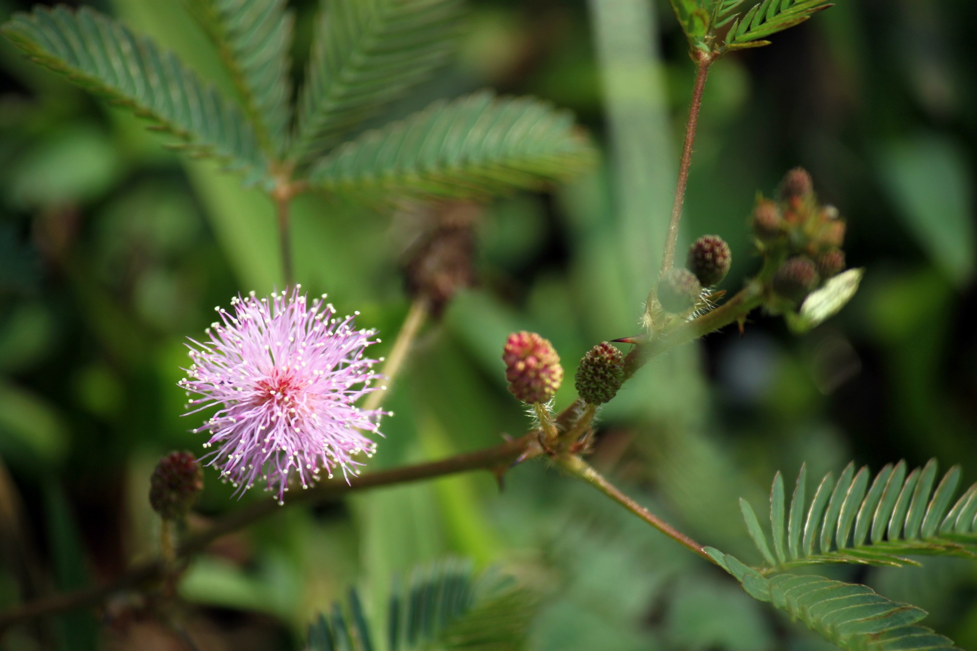 Mimosa Pudica Flower And Leaves Free Stock Photo Public Domain Pictures