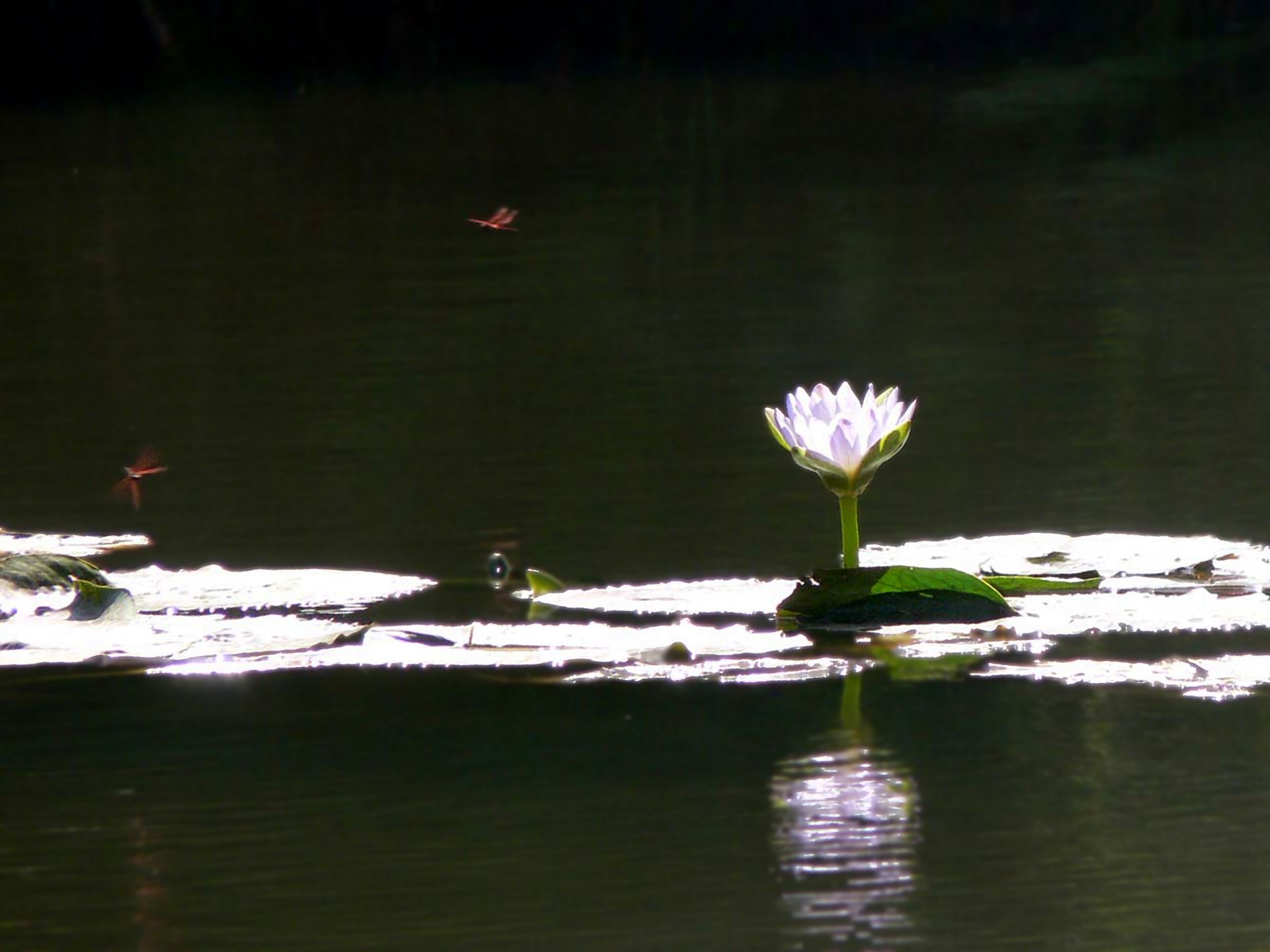painting-of-lily-pond-free-stock-photo-public-domain-pictures