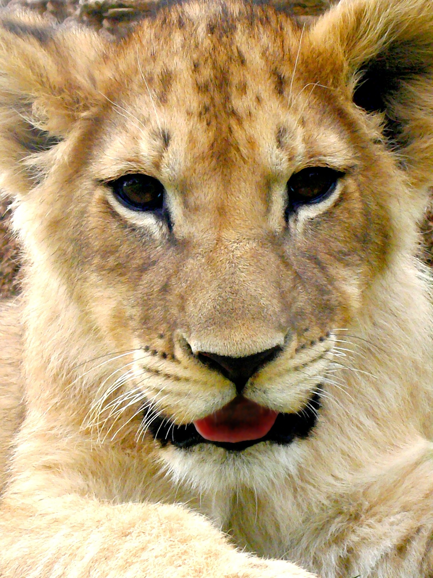 painting-of-lion-cub-free-stock-photo-public-domain-pictures