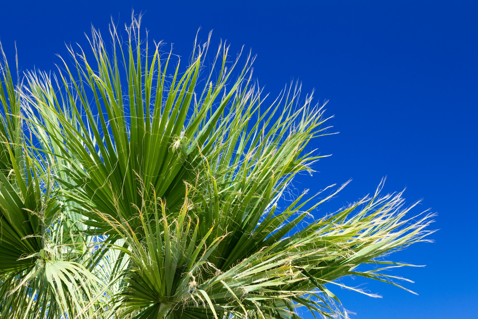 palm-tree-leaves-free-stock-photo-public-domain-pictures