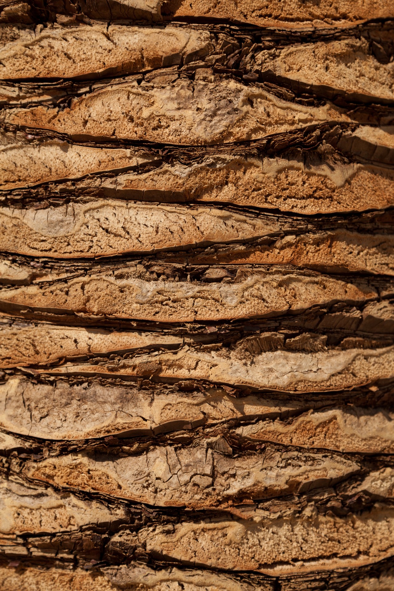 palm-tree-trunk-free-stock-photo-public-domain-pictures