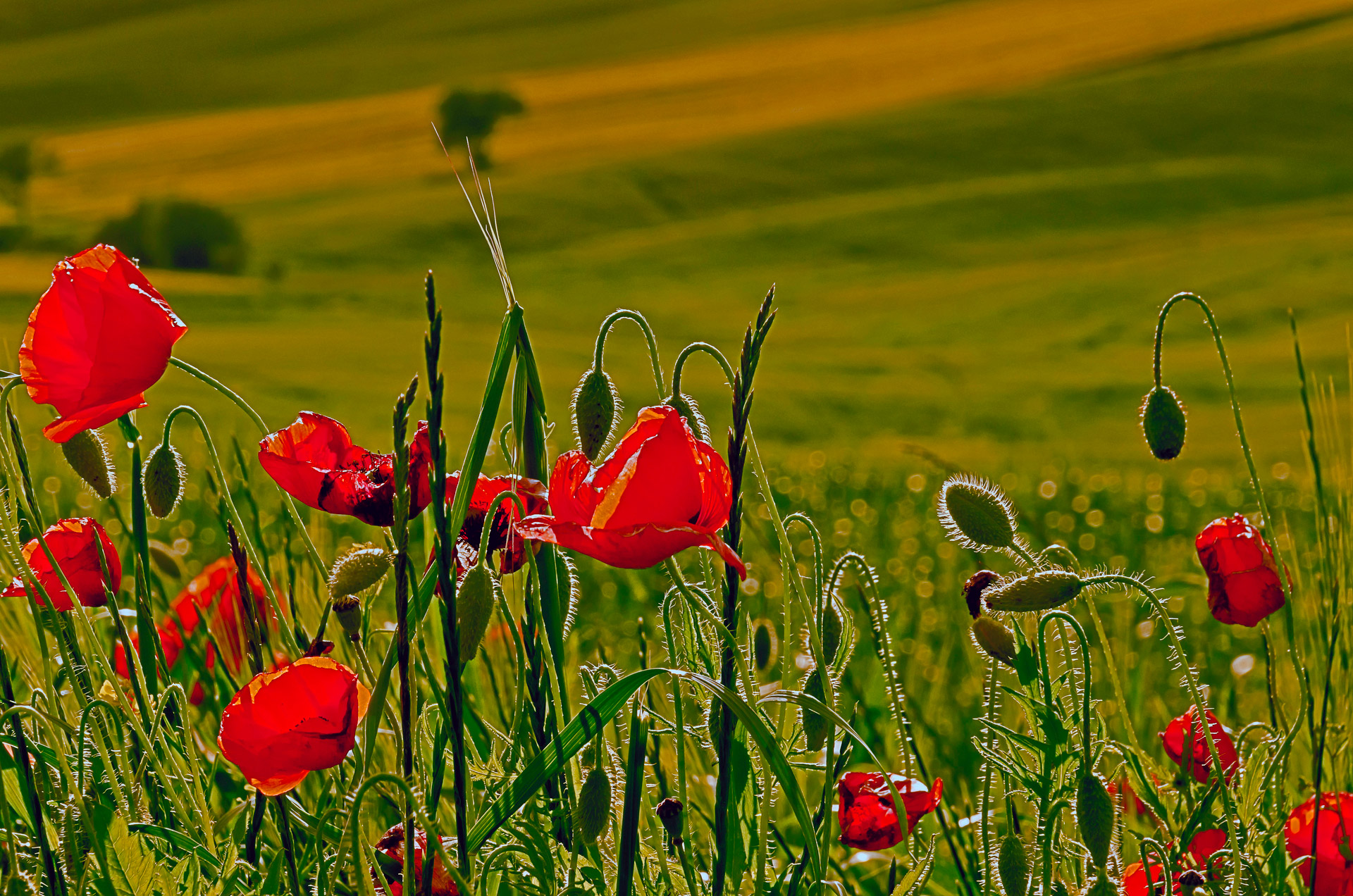 Poppies Free Photo Download | FreeImages