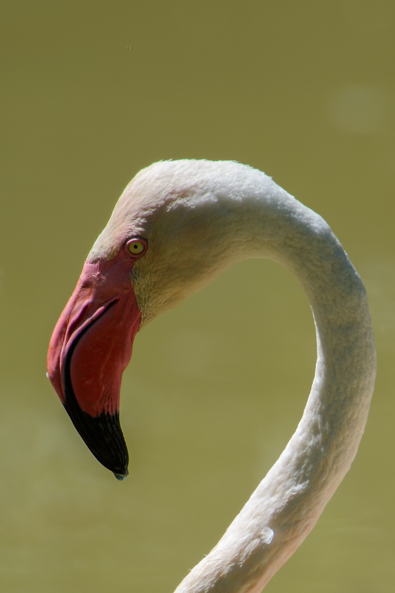 Flamingo Free Stock Photo Public Domain Pictures