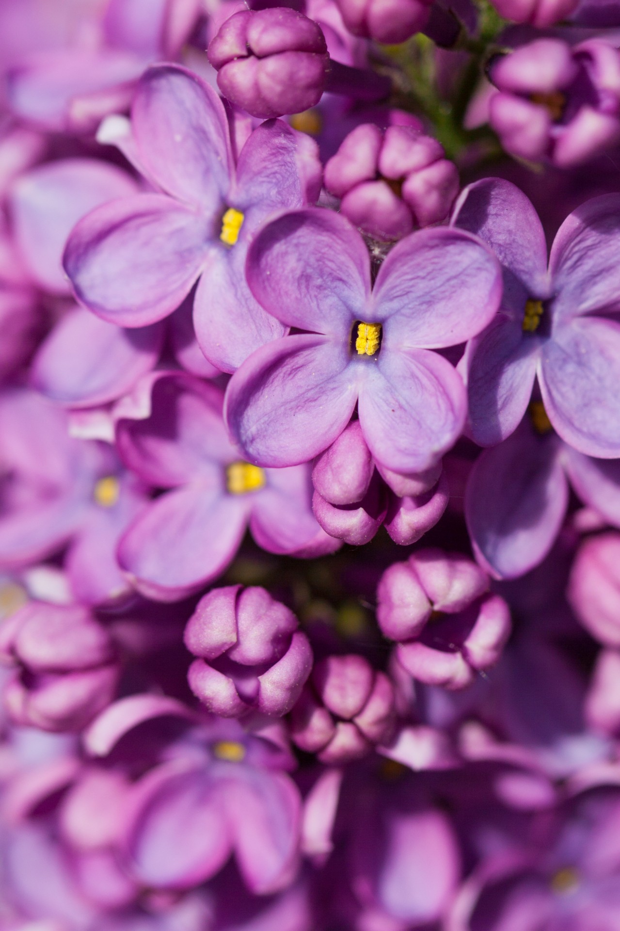 Purple Lilac Free Stock Photo - Public Domain Pictures