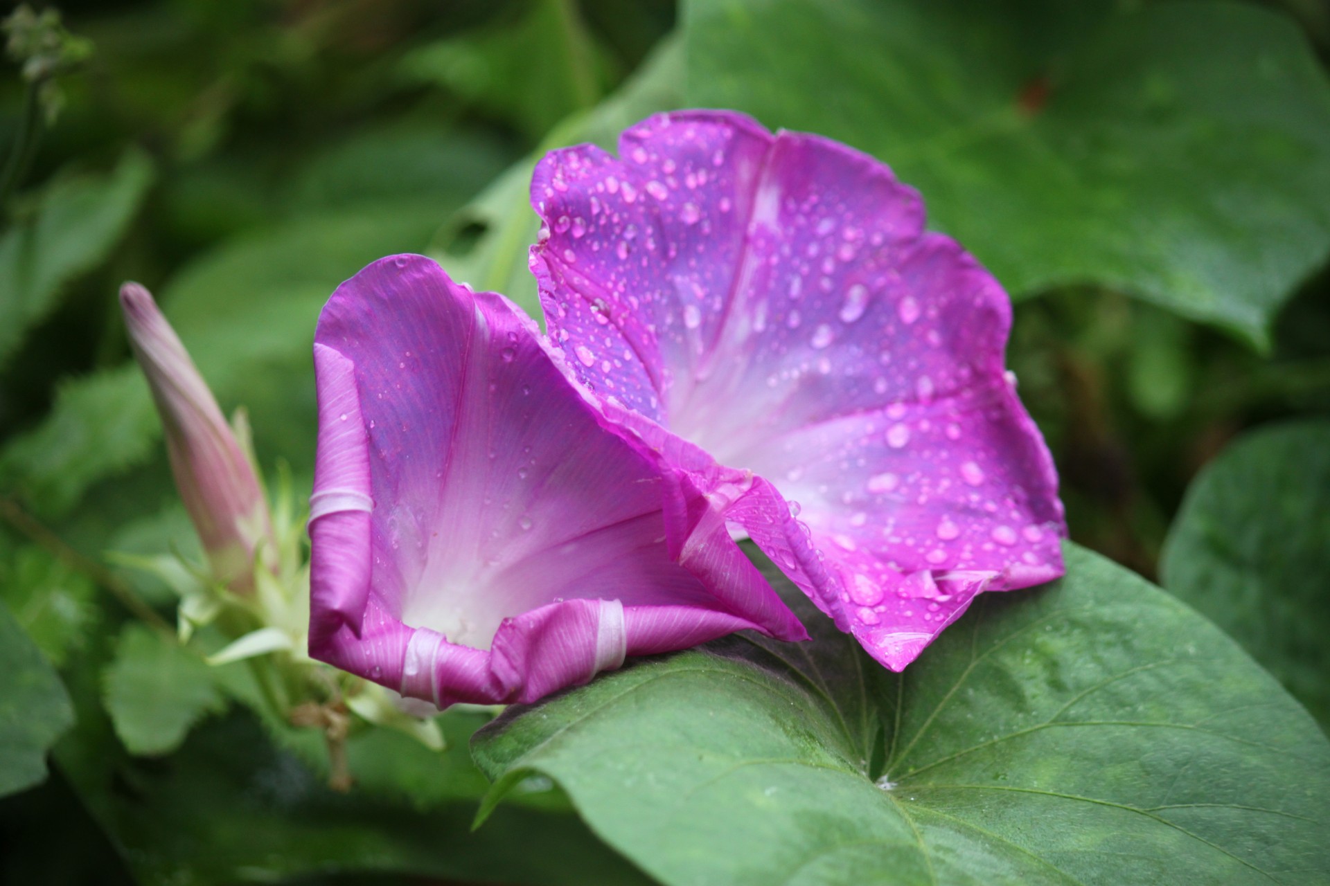 Purple Morning Glory Flower Twin Free Stock Photo - Public Domain Pictures