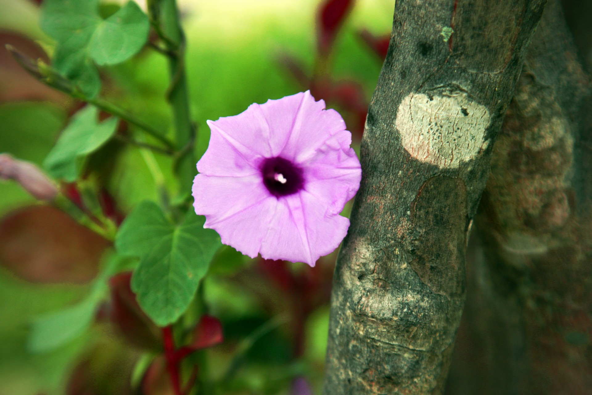 Purple Morning Glory Flower Free Stock Photo - Public Domain Pictures
