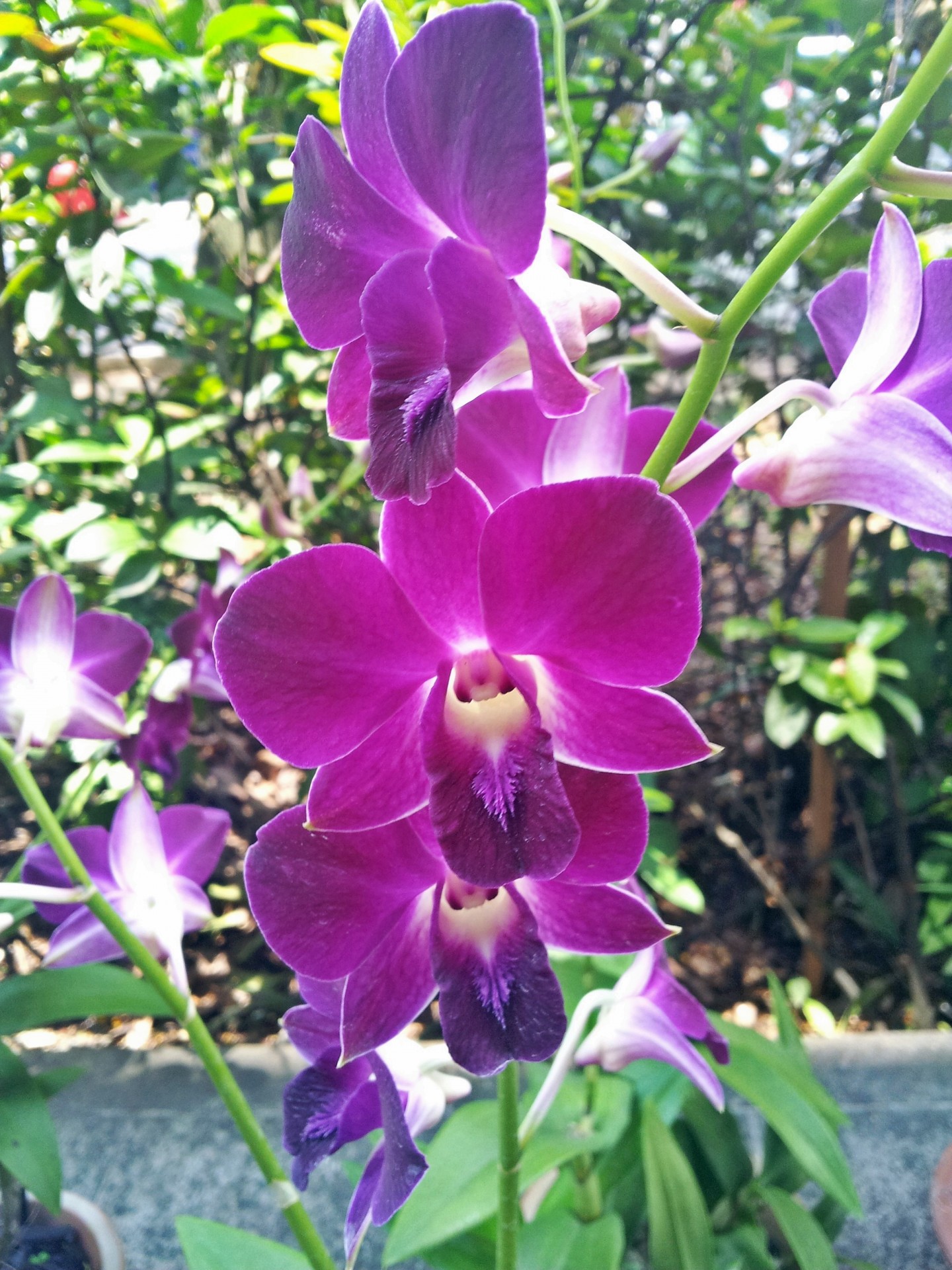 Purple Orchid Flower Free Stock Photo - Public Domain Pictures