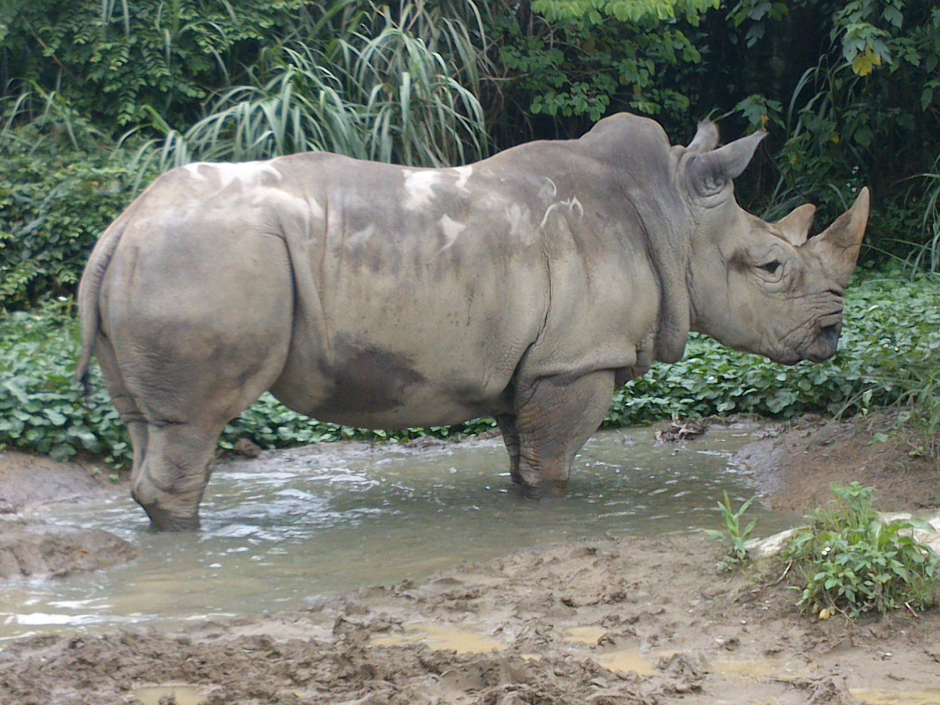 rhino-2-free-stock-photo-public-domain-pictures