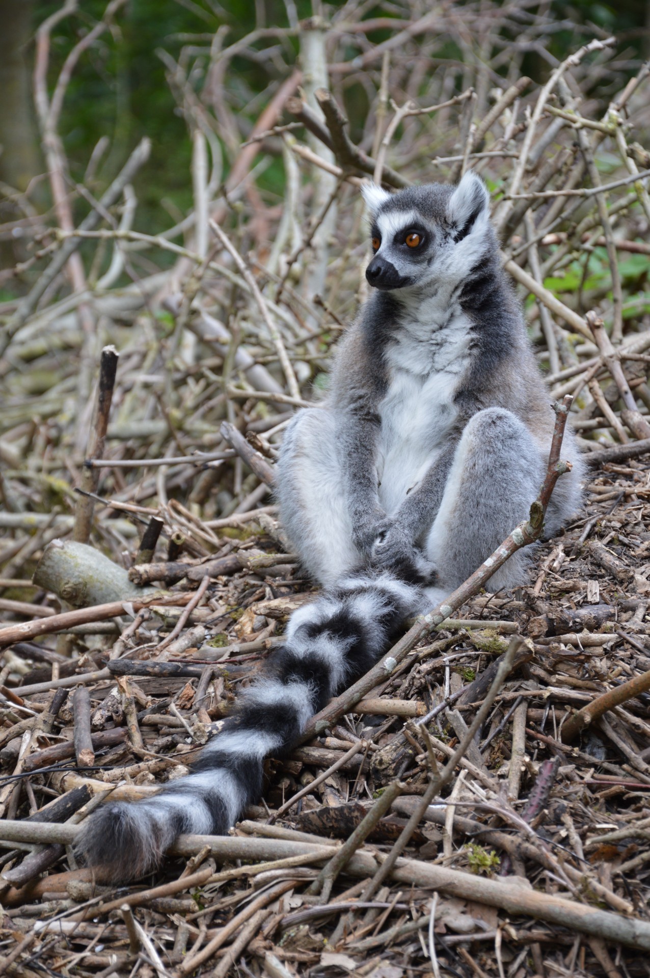 Inel-coadă Lemuri 1