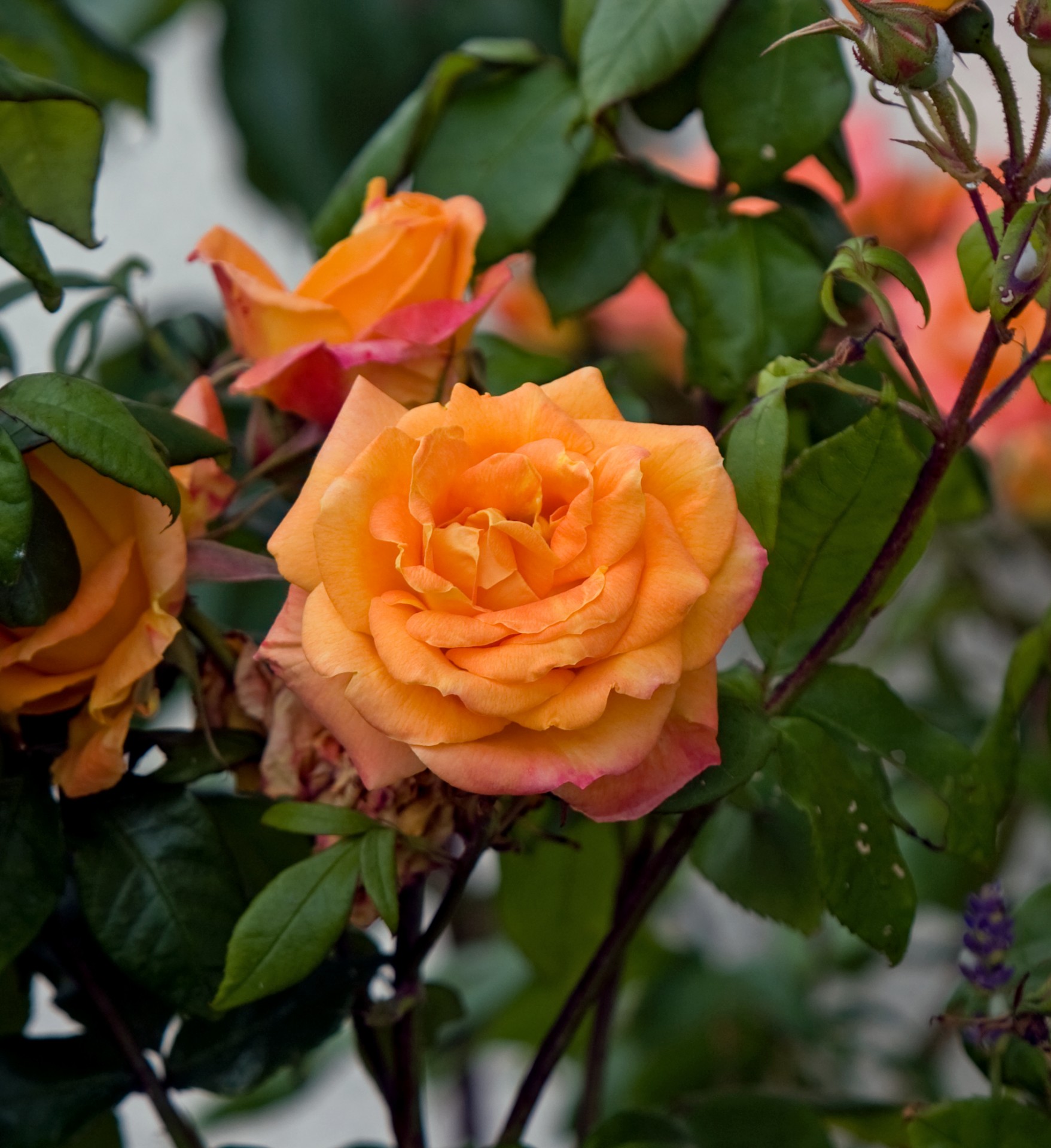 Rose Flower Orange Free Stock Photo - Public Domain Pictures