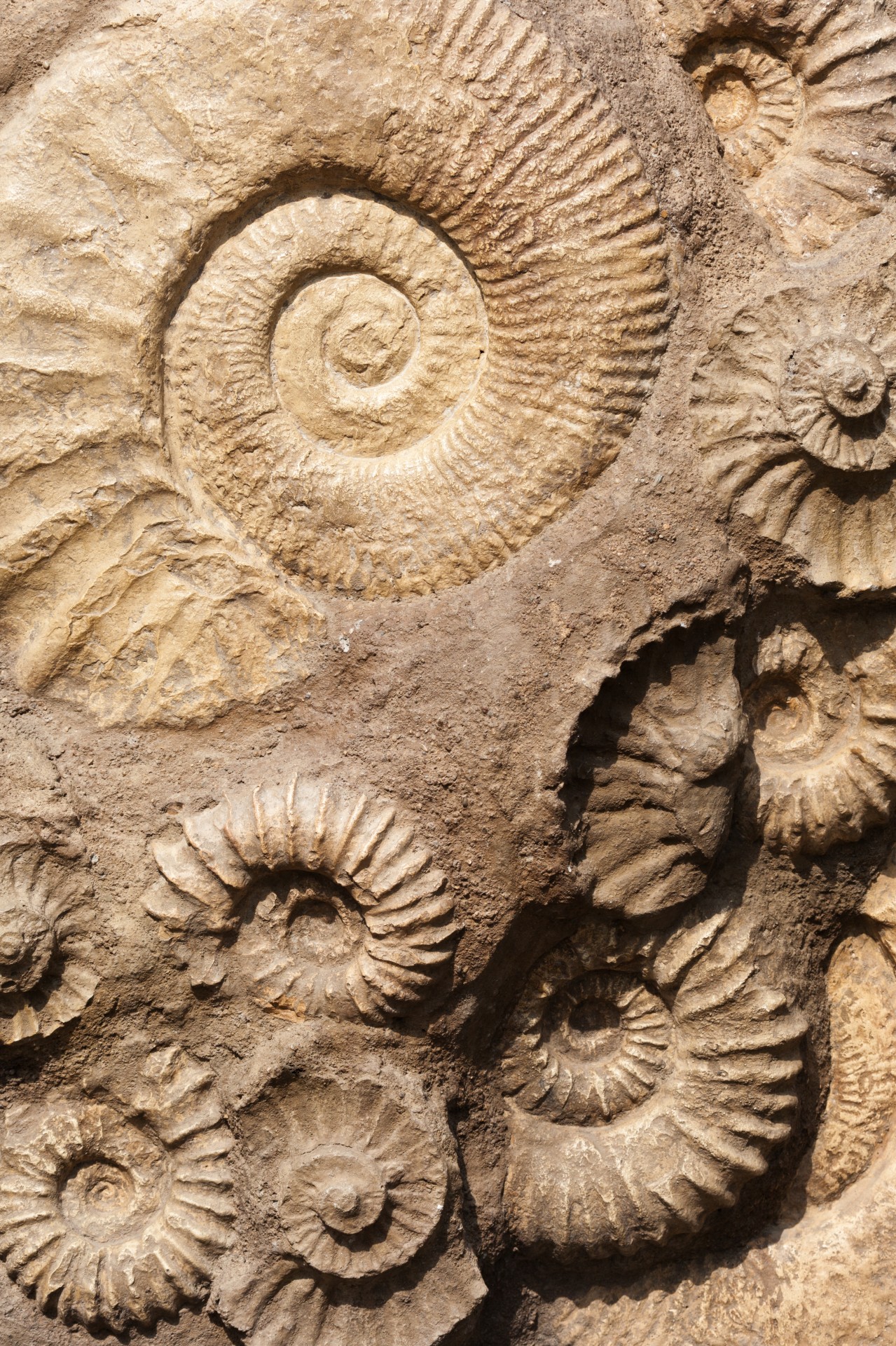 shell-fossils-free-stock-photo-public-domain-pictures