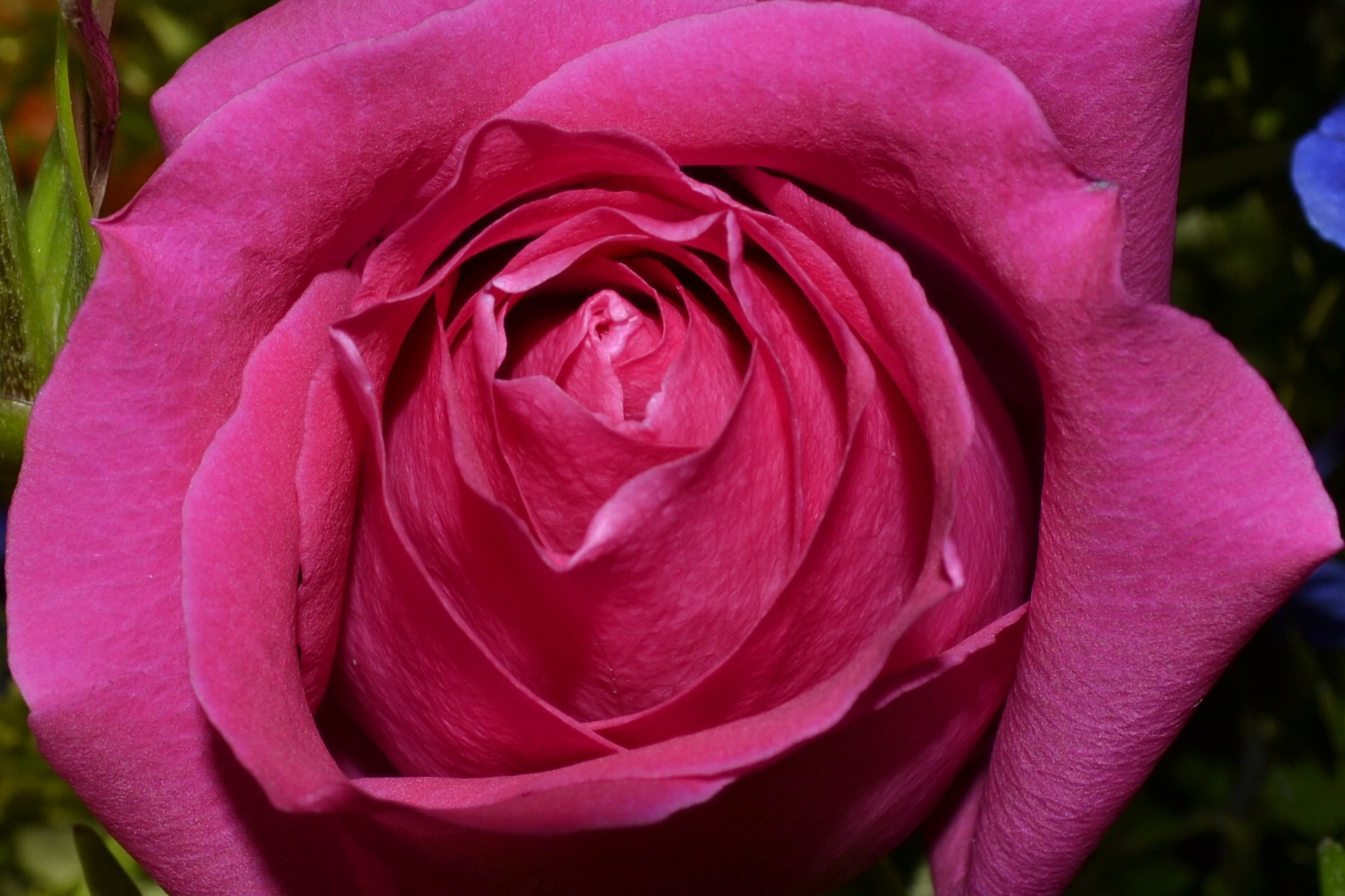 Single Pink Rose Free Stock Photo - Public Domain Pictures