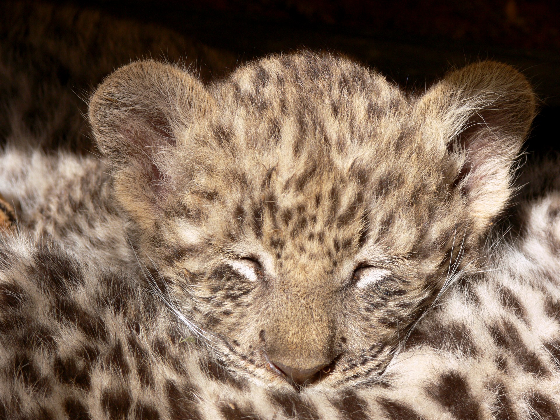 Schlafen Leopardjunges