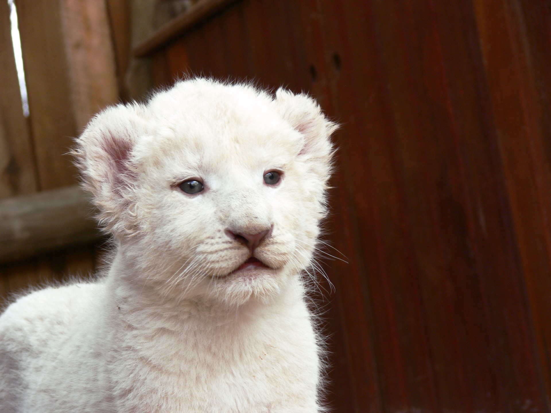 White Lion Cub Free Stock Photo - Public Domain Pictures