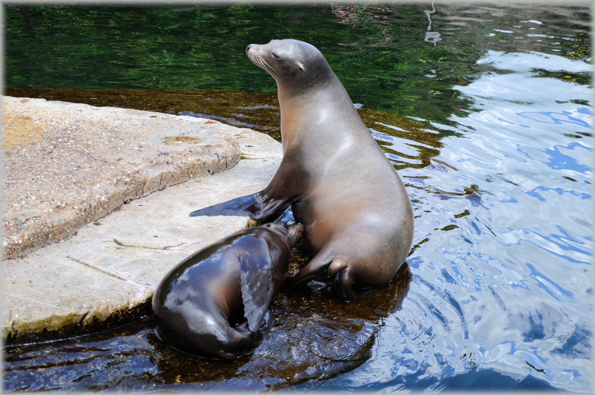 Sea Lions 15 (series 22) Free Stock Photo - Public Domain Pictures