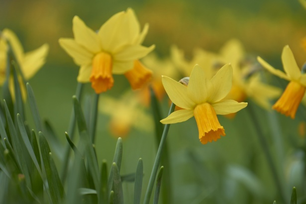 Narcisos, flores de primavera Stock de Foto gratis - Public Domain Pictures