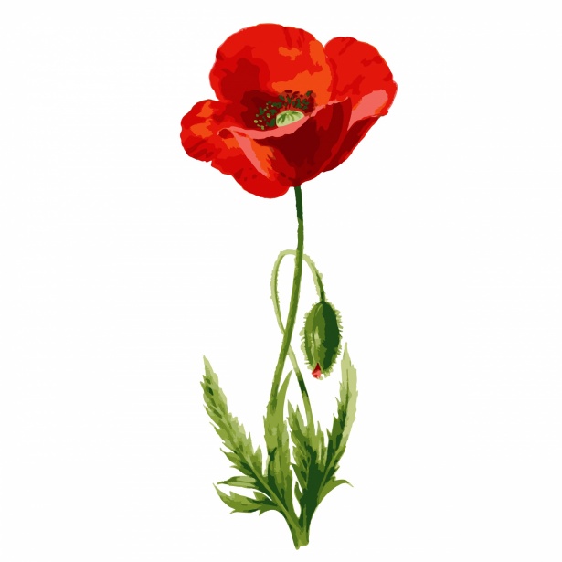Poppy Flower Watercolor Clipart Free Stock Photo - Public Domain Pictures