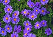Autumn Aster flowers blossoms