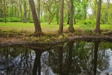 Деревья отражение воды пейзаж