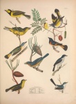 Bird Vintage Art Poster