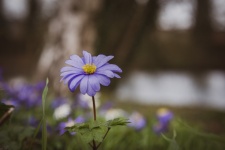 Flor, anêmona dos Balcãs, flora