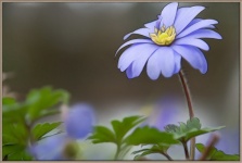 Flor, anêmona azul, flora