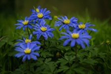 Flores, anêmona azul, flora