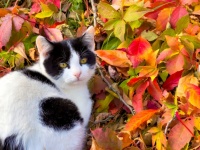 Gato y hojas en otoño