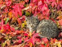 Katze und Blätter im Herbst
