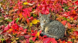 Cat and leaves in autumn