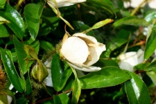 Cherokee Rózsa Virág